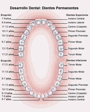 teeth