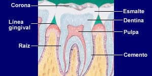 toothanatomy1